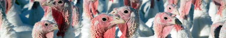 Turkeys Raised Survey